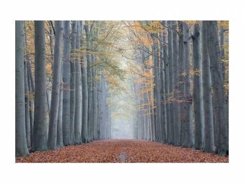 Tablou Sticla Forest Path II - 120 x 80 cm