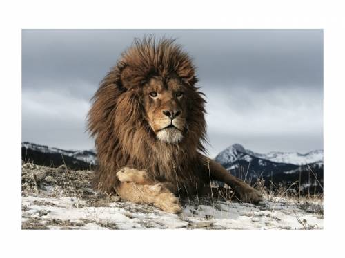 Tablou Sticla Lionheart - 120 x 80 cm