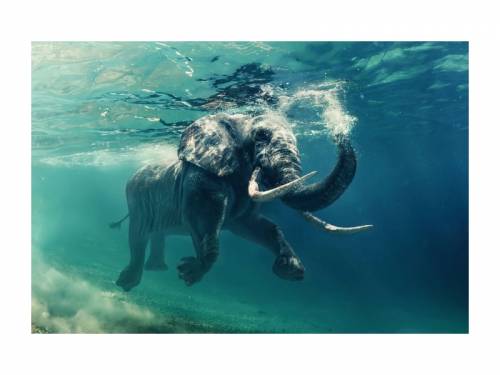 Tablou Sticla Underwater Adventure - 120 x 80 cm