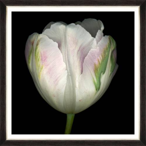 Tablou Framed Art Beautiful Tulip IV