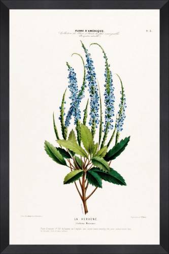Tablou Framed Art Flore Amerique V