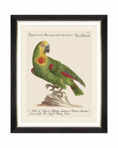 Tablou Framed Art Parrots Of Brasil II - 40 x 50 cm