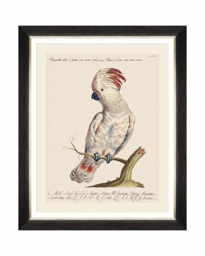 Tablou Framed Art Parrots Of Brazil VIII - 40 x 50 cm