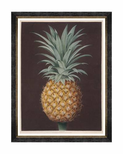 Tablou Framed Art Pineapples Of Antigua - The Havannah Pine By Brookshaw - 60 x 80 cm