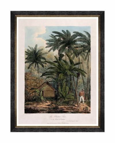 Tablou Framed Art Trees Of Krakatoa - The Plantain Tree - 60 x 80 cm